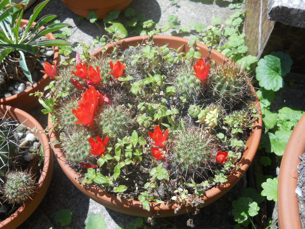 aylostera robustispina