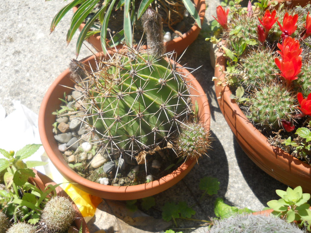 echinopsis