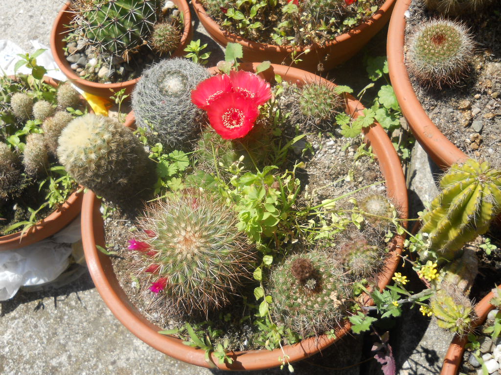 notocactus herteri