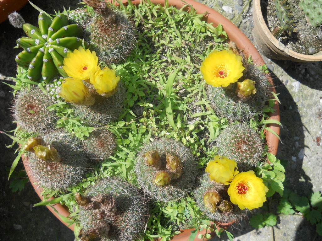 notocactus scopa