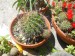 echinopsis