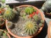 eriocactus leningauhasi