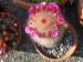 Mammillaria spinosissima var. rubrispina