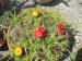 notocactus