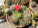 notocactus herteri