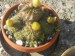 Notocactus ottonis var.