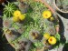 notocactus scopa